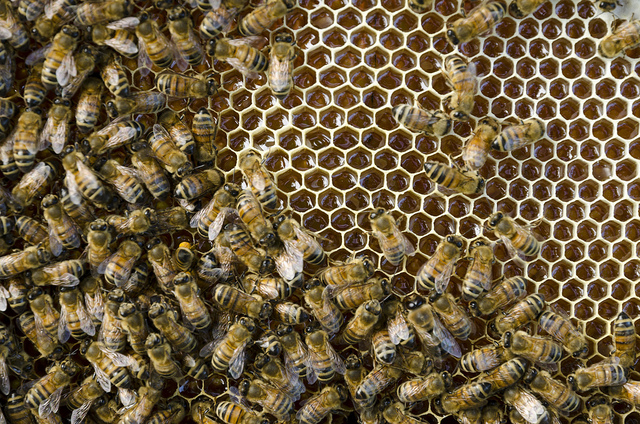 ambiente api salvaguardia