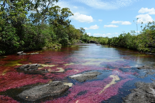 Cano cristales, il fiume più bello del mondo