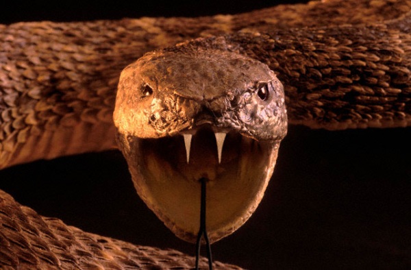 serpente top 5 animali pericolosi