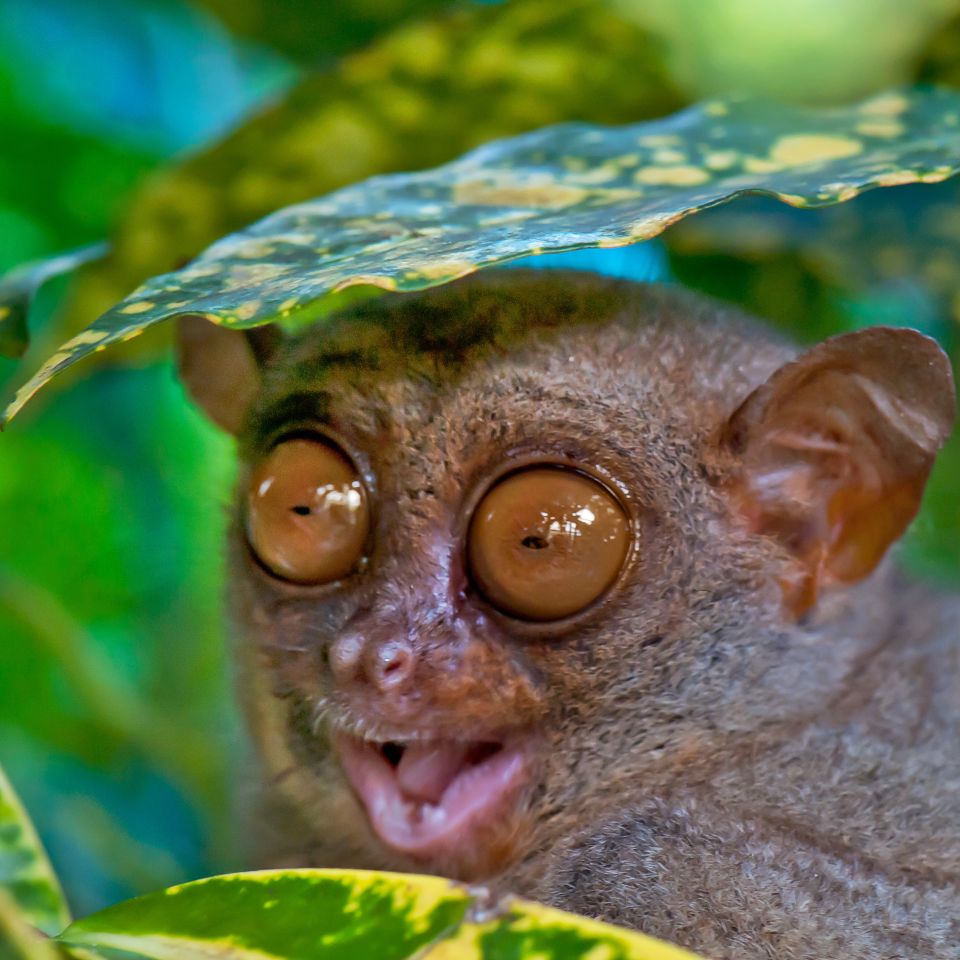 Gli animali pericolosi al mondo sorprese in classifica