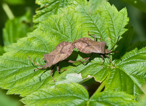 cimici asiatiche pericolo per l'agricoltura