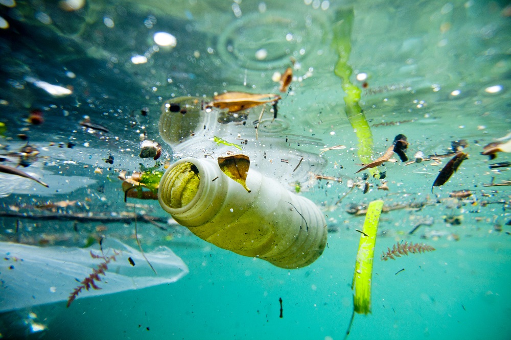 Inquinamento da plastica negli alimenti che provengono dal mare