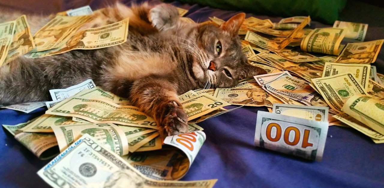 gatto record