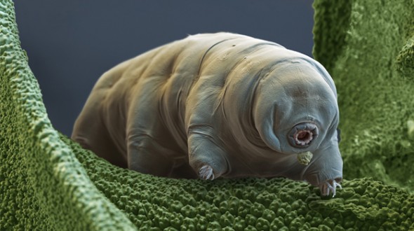 animale-immortale-tardigrado