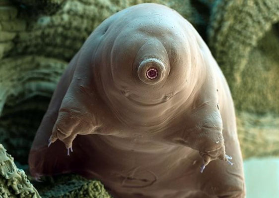 tardigrado-animale-immortale-2