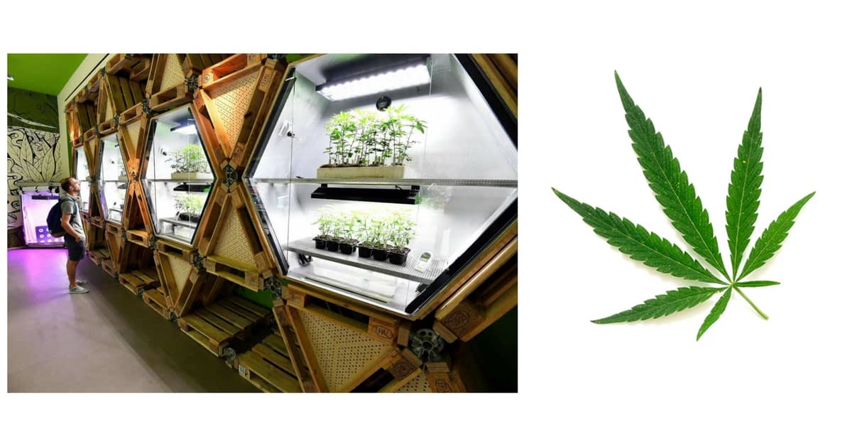 Industria-cannabis-in-crescita-potenzialita