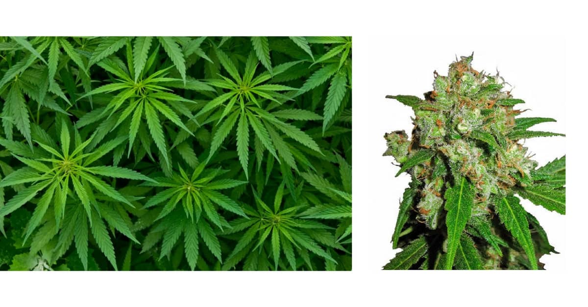 industria-cannabis-espansione-futuro