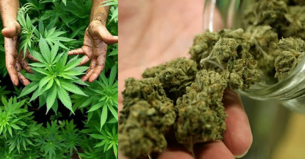 marijuana-legale-studi