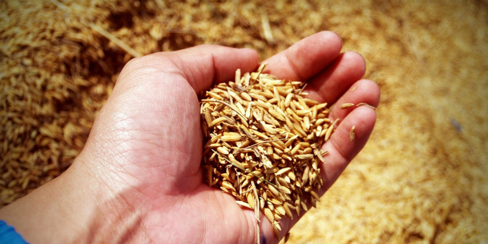 Aprire un'azienda agricola nel 2018: gli incentivi per i giovani