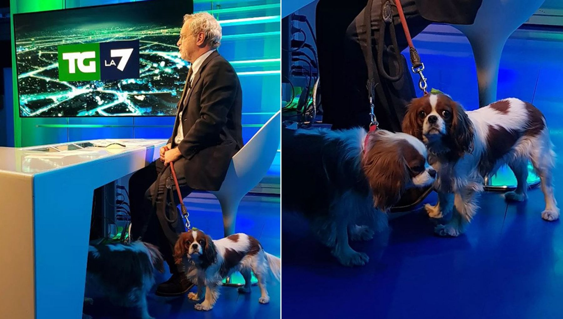 enrico-mentana-conduce-tg-con-cani-regalati-fagnani-business-it