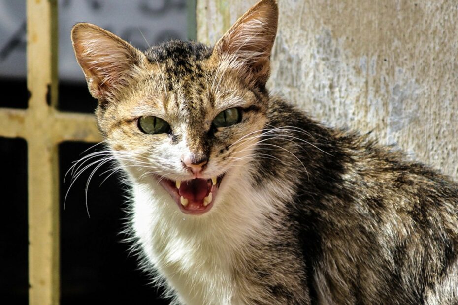 gatto randagio cane poliziotto