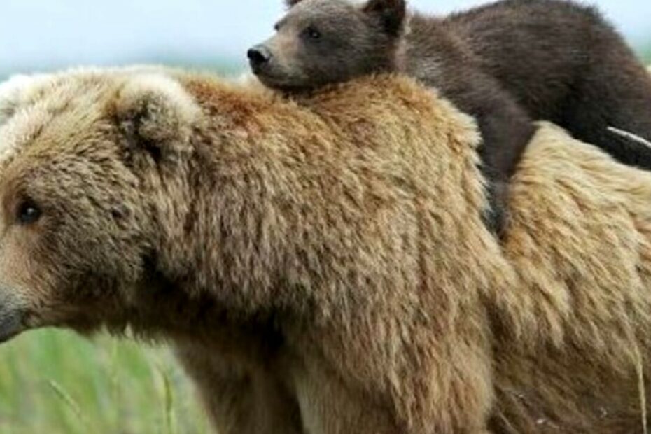 orsa jj4 Ispra abbattimento