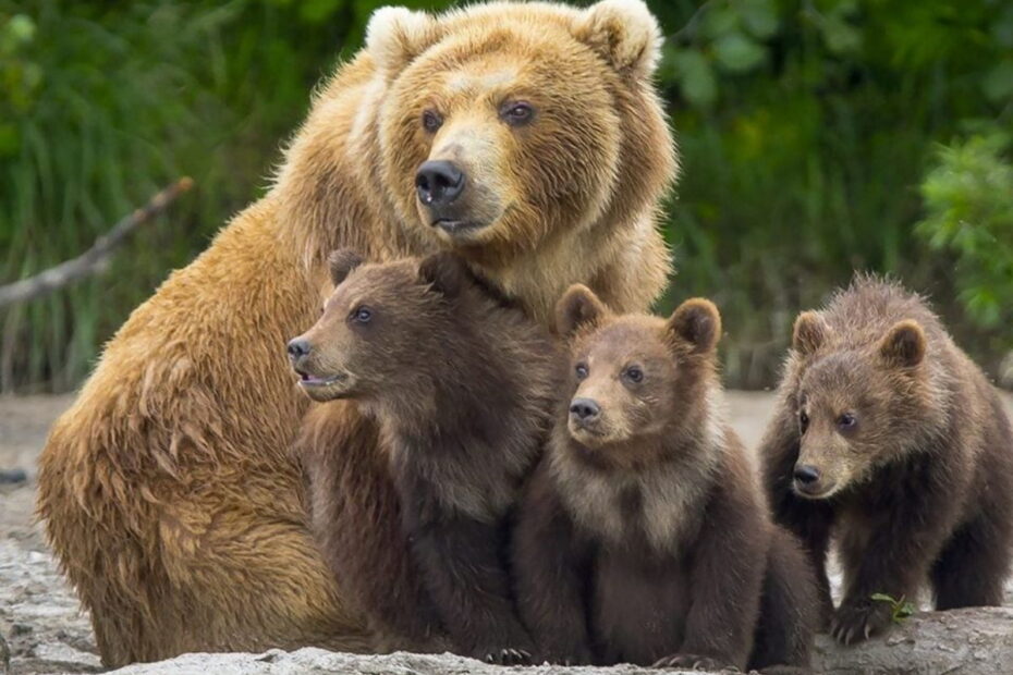 orsa jj4 cuccioli Casiraghi