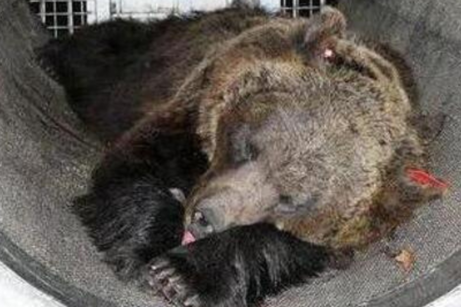 L'orsa JJ4 catturata in Trentino