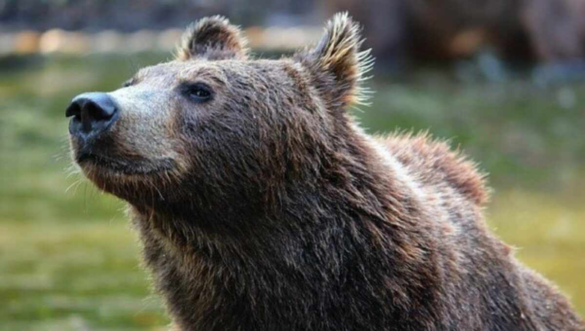 orso investito Trentino cacciatore