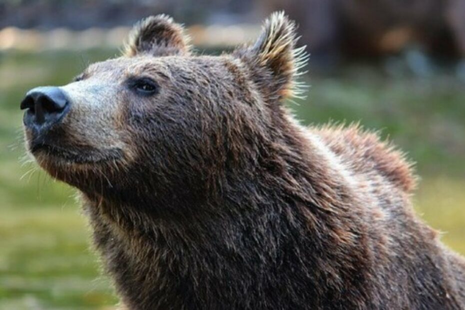 orso investito Trentino cacciatore
