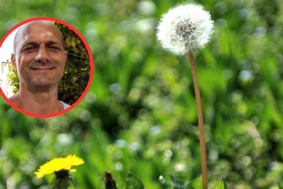 morto erbe velenose tarassaco