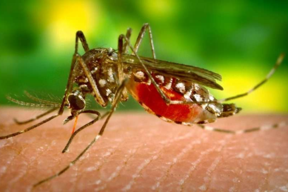 West Nile virus, primi casi in Italia nel 2023