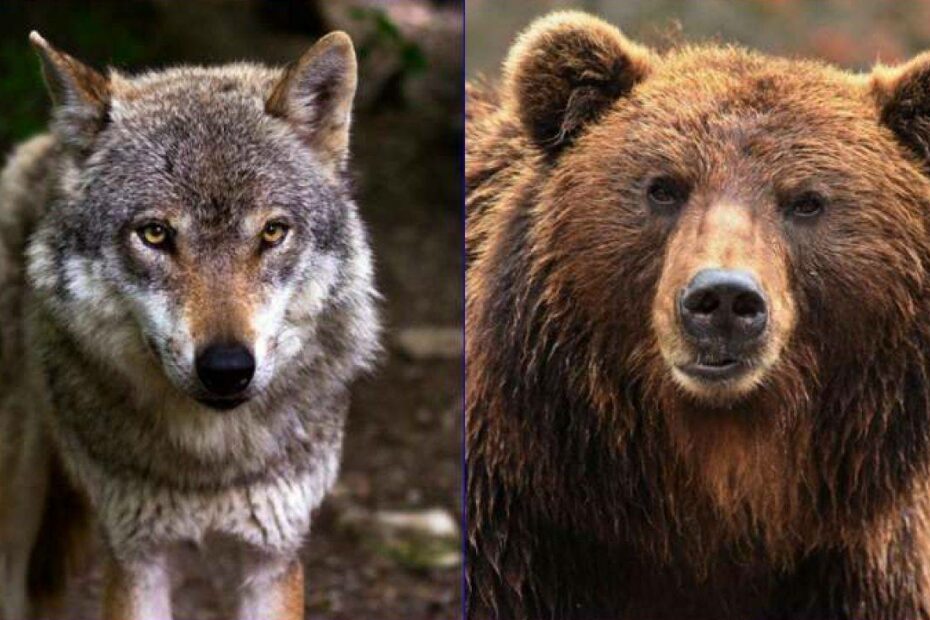 Trento lupi abbattimento Fugatti