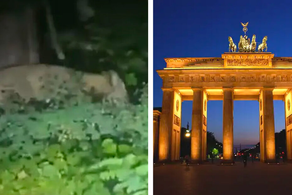 Leonessa in fuga e scatta l'allarme: "Non uscite di casa"