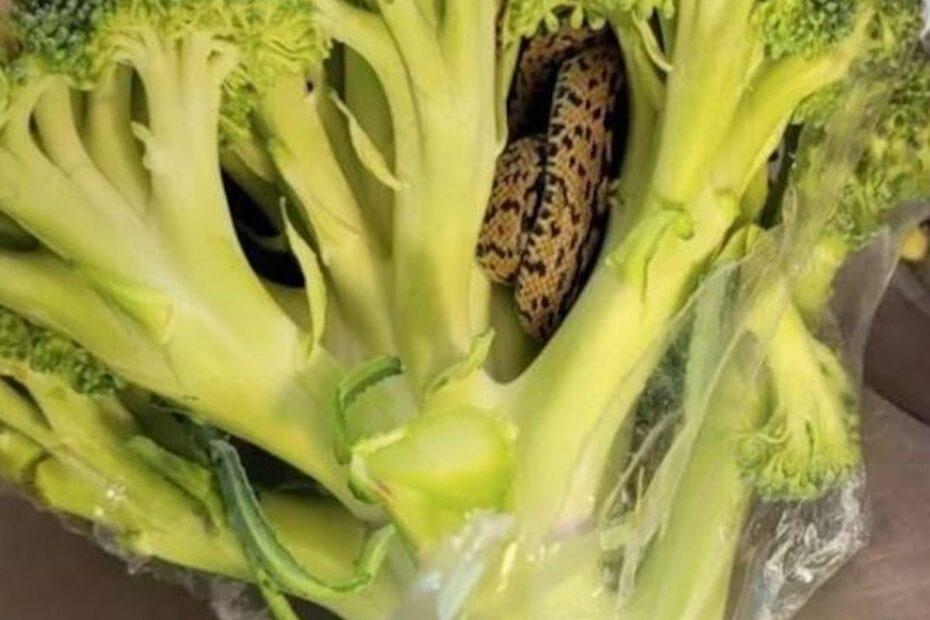 busta broccoli serpente vivo