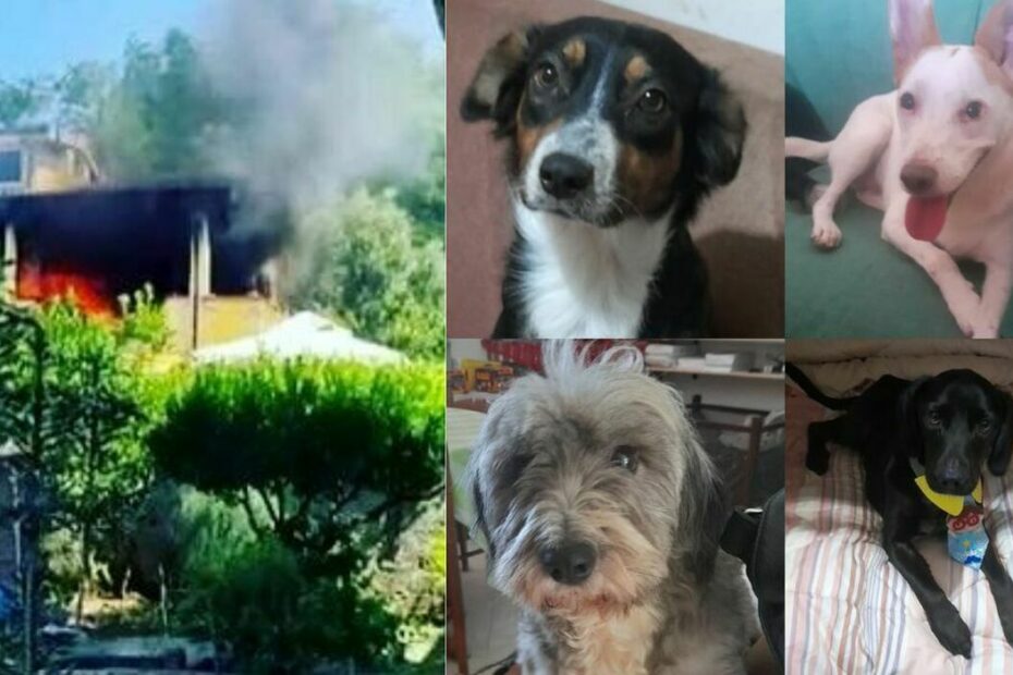 Sapri Leida cani carbonizzati