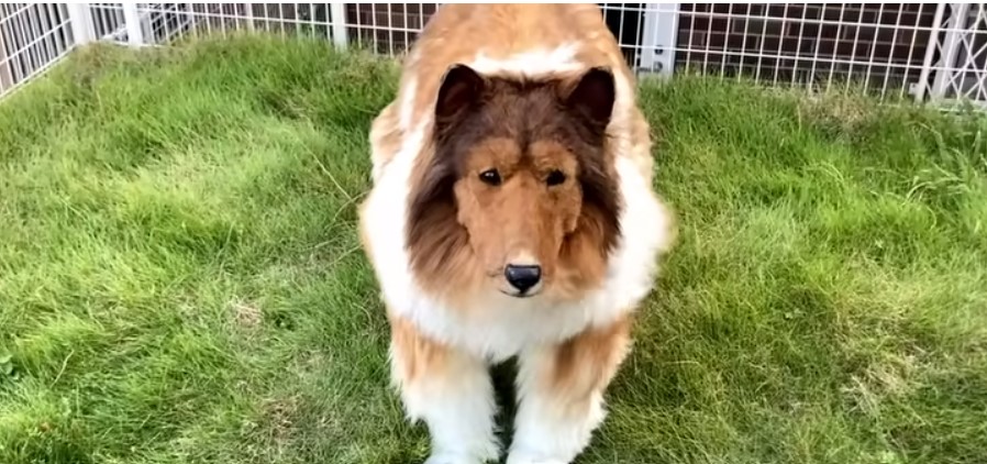 Toko-San uomo trasformato in cane