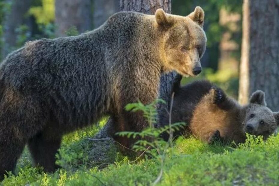 orsa F36 morta Trentino