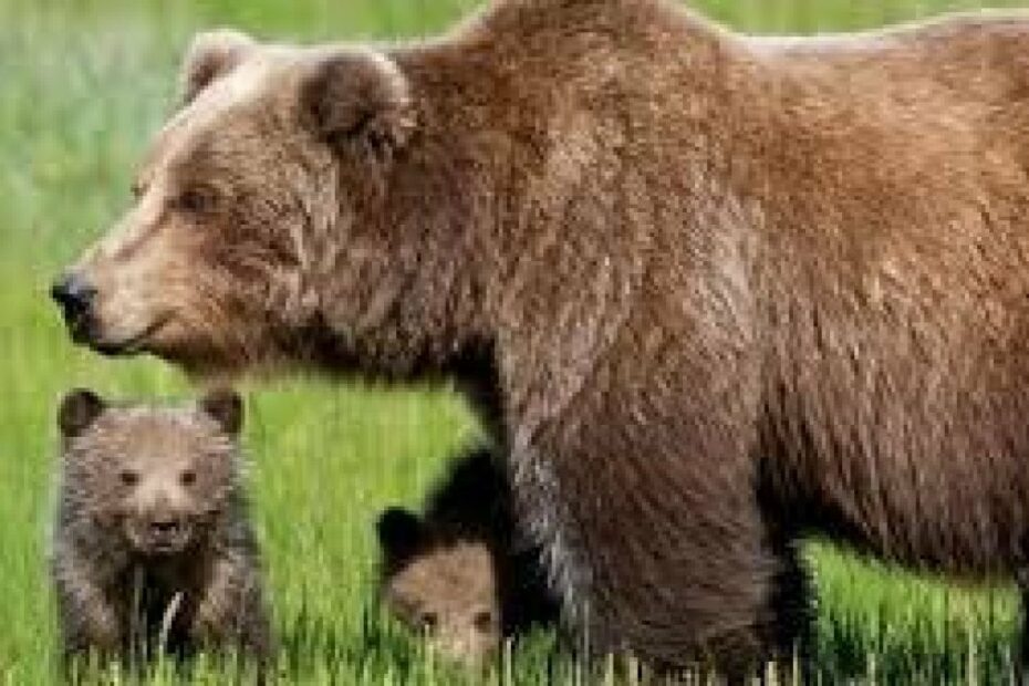 orsa Amarena minacce morte