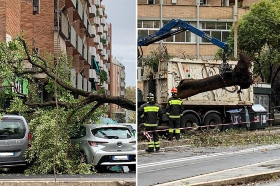 Albero caduto a Trastevere