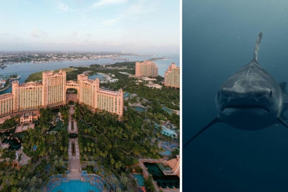 bambino morso squalo Bahamas