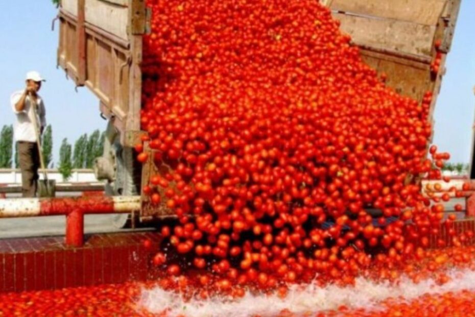 pomodoro cinese truffa Italy