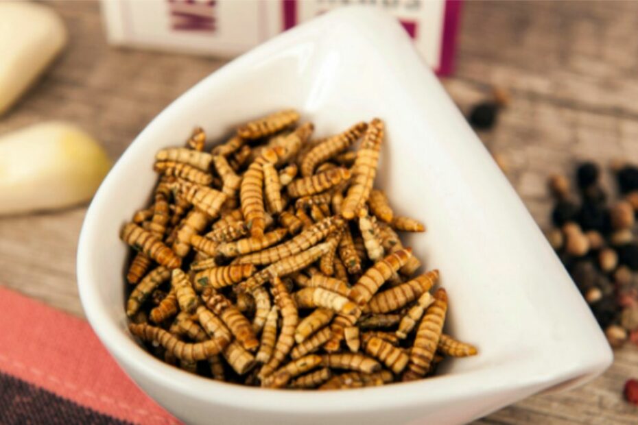 cibi insetti come riconoscerli