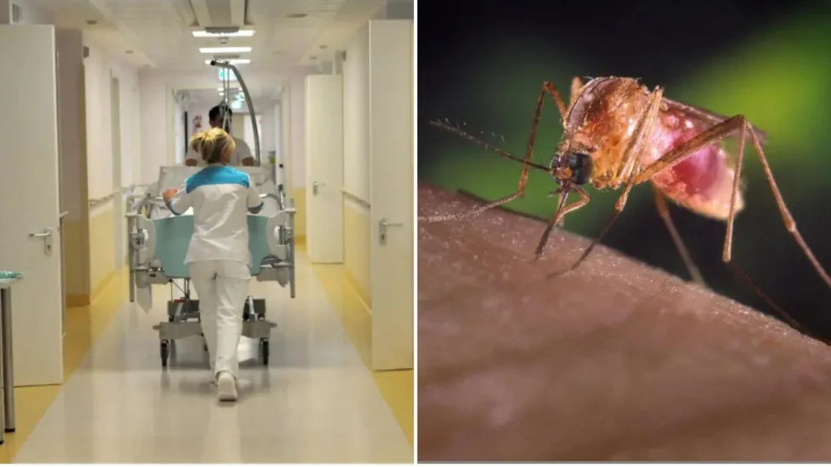 West Nile allarme Italia