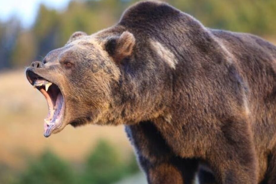 orso attacca studenti gita