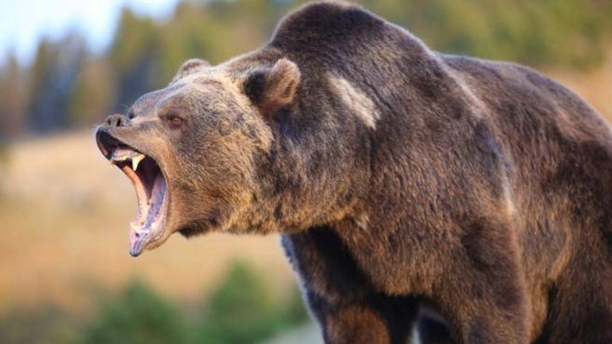 orso attacca studenti gita